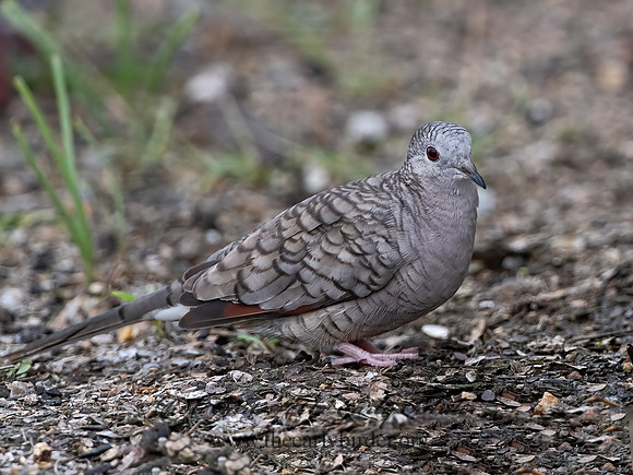 Columbina inca  INCA DOVE 3032447z
