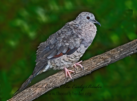 Columbina inca  INCA DOVE 6025479z