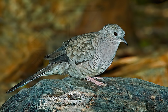 Columbina inca  INCA DOVE 5005576z