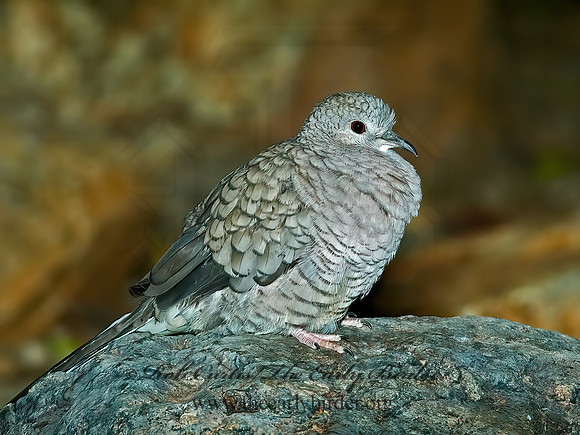Columbina inca  INCA DOVE 5005574z
