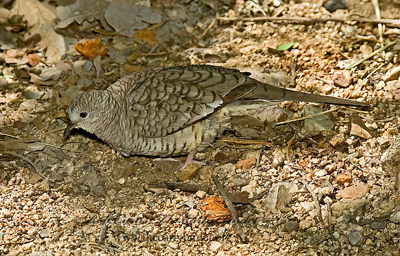 Columbina inca  INCA DOVE 5005529z
