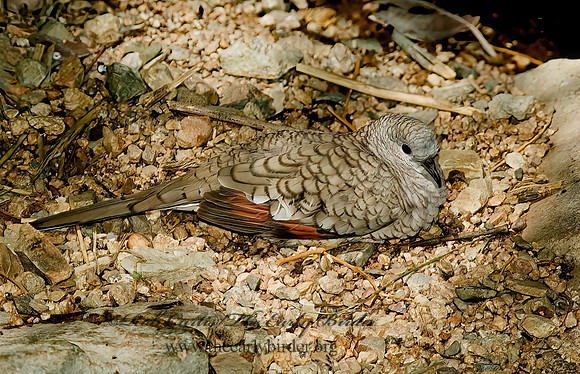 Columbina inca  INCA DOVE 5005526z