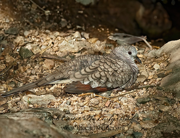 Columbina inca  INCA DOVE 5005527z