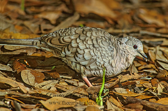 Columbina inca  INCA DOVE 192926z