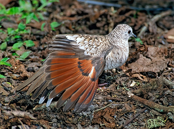 Columbina inca  INCA DOVE 187803z