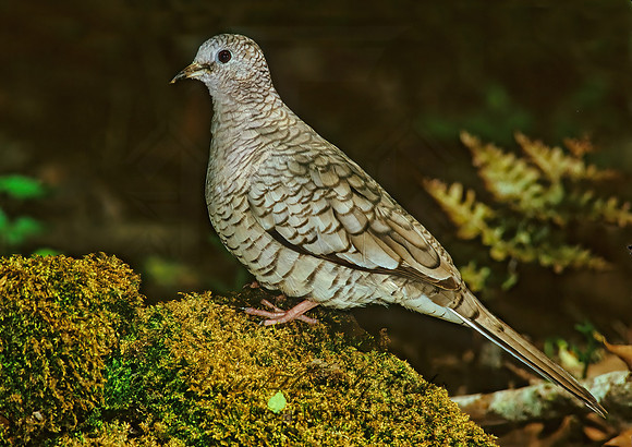 Columbina inca  INCA DOVE 190810z