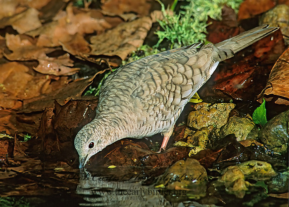 Columbina inca  INCA DOVE 189916z