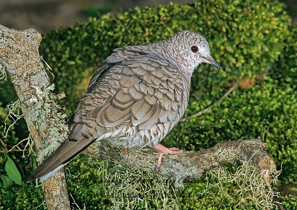 Columbina inca  INCA DOVE 188319z