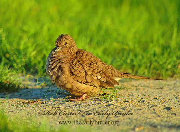 Columbina inca  INCA DOVE 47029z