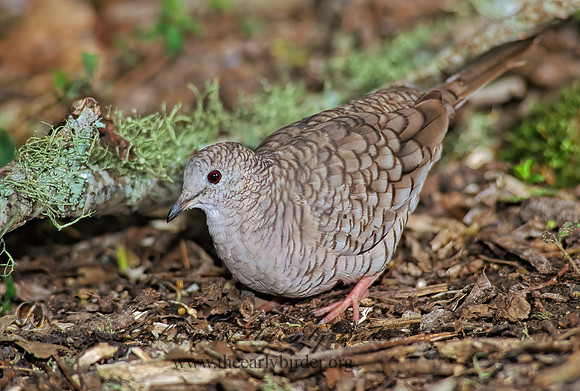 Columbina inca  INCA DOVE 185436z