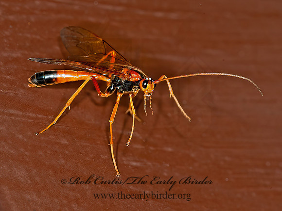 Opheltes glaucopterus barberi  ICHNEUMON WASP 8034205z