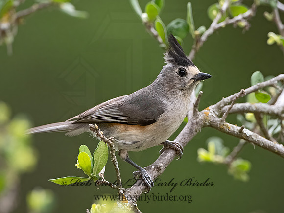 Baeolophus atricristatus  BLACK-CRESTED TITMOUSE 3035507z