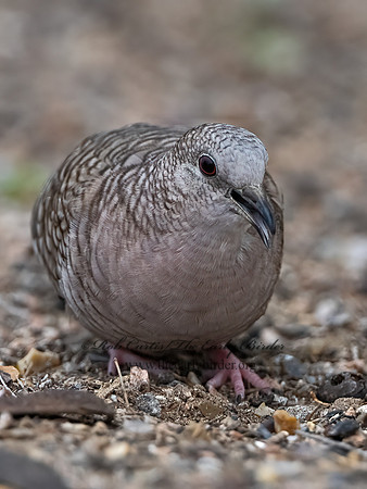 Columbina inca  INCA DOVE 3032500z