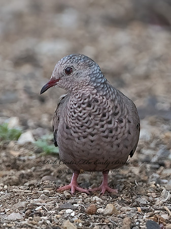 Columbina passerina  COMMON GROUND DOVE 3032457z