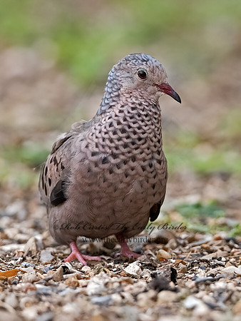 Columbina passerina  COMMON GROUND DOVE 3032527z