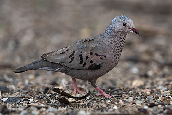 Columbina passerina  COMMON GROUND DOVE 3032513z