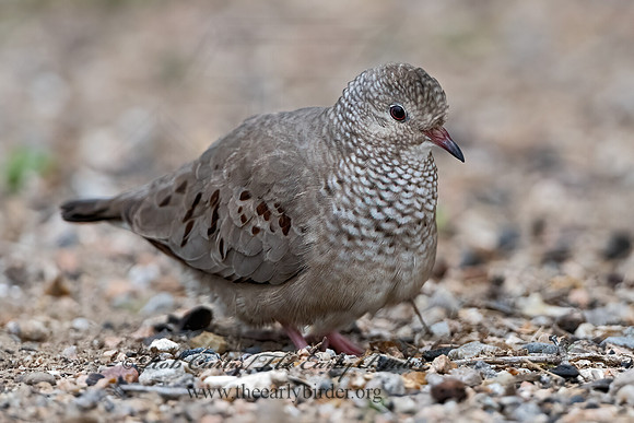 Columbina passerina  COMMON GROUND DOVE 3032498z