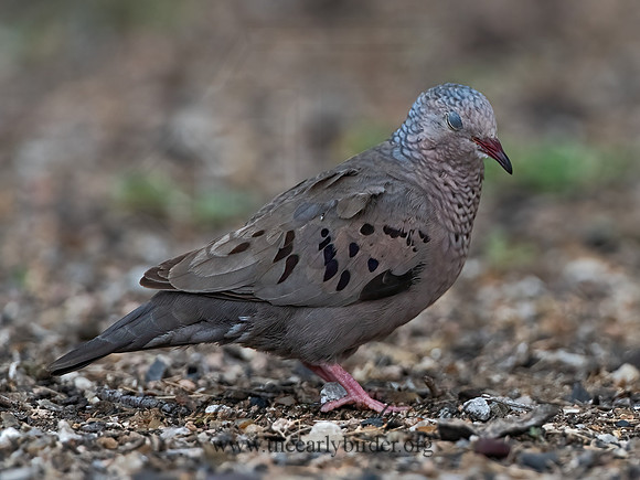 Columbina passerina  COMMON GROUND DOVE 3032507z