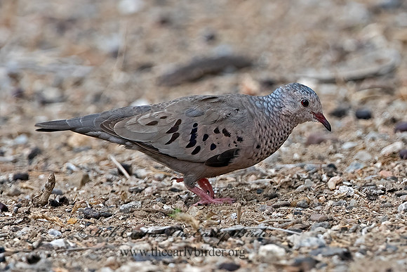 Columbina passerina  COMMON GROUND DOVE 3032443z