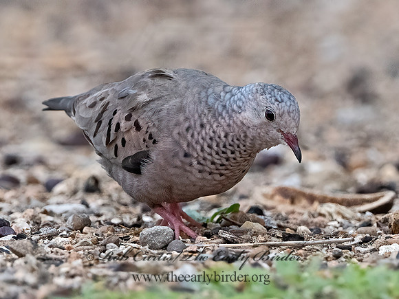 Columbina passerina  COMMON GROUND DOVE 3032489z