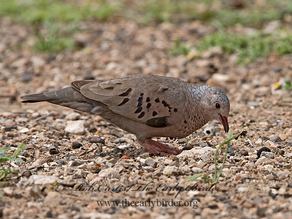 Columbina passerina  COMMON GROUND DOVE 3032678z