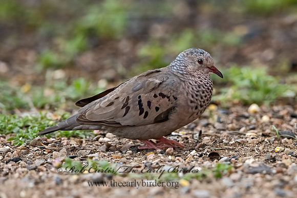Columbina passerina  COMMON GROUND DOVE 3032528z