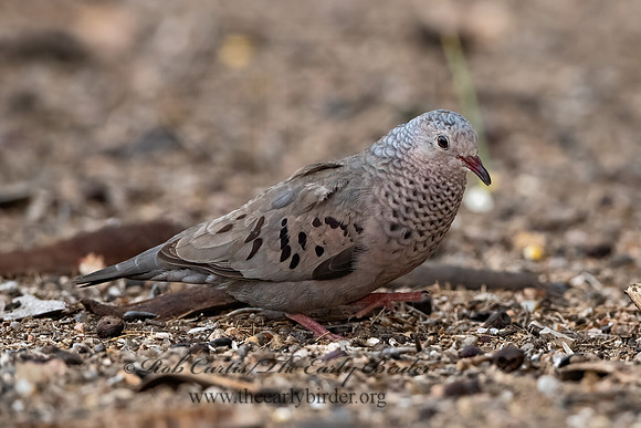 Columbina passerina  COMMON GROUND DOVE 3032530z
