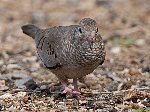 Columbina passerina  COMMON GROUND DOVE 3032444z
