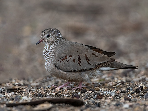 Columbina passerina  COMMON GROUND DOVE 3032514z