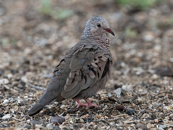 Columbina passerina  COMMON GROUND DOVE 3032466z