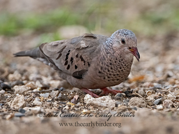 Columbina passerina  COMMON GROUND DOVE 3032524z