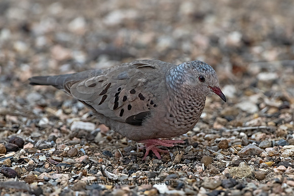 Columbina passerina  COMMON GROUND DOVE 3032479z