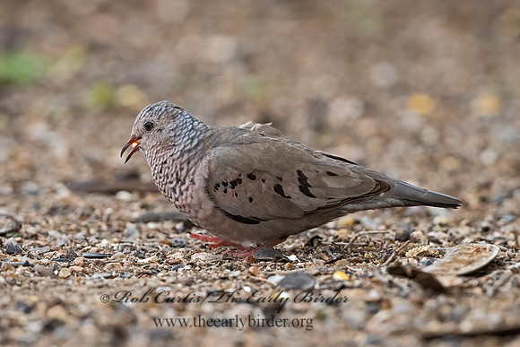 Columbina passerina  COMMON GROUND DOVE 3032532z