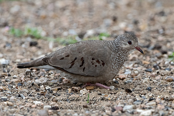 Columbina passerina  COMMON GROUND DOVE 3032470z