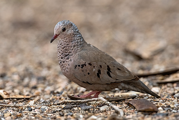 Columbina passerina  COMMON GROUND DOVE 3032523z