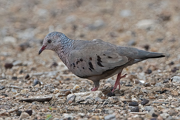 Columbina passerina  COMMON GROUND DOVE 3032441z