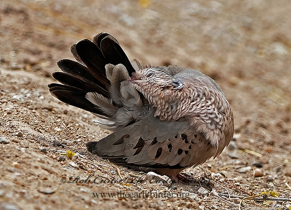 Columbina passerina  COMMON GROUND DOVE 9056900z