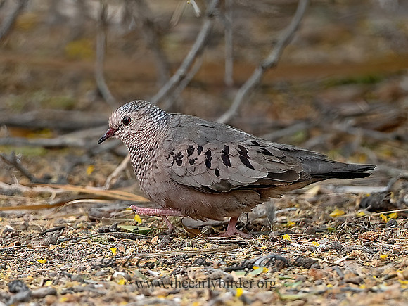 Columbina passerina  COMMON GROUND DOVE 9056898z
