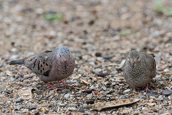 Columbina passerina  COMMON GROUND DOVE 3032485z