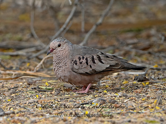 Columbina passerina  COMMON GROUND DOVE 9056897z