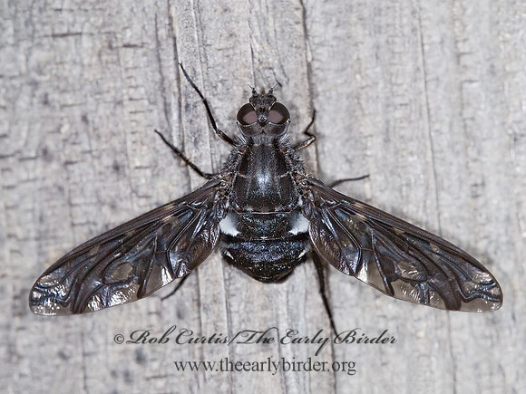 Xenox tigrinus  ANTHRACINI BEE FLY 6010872z