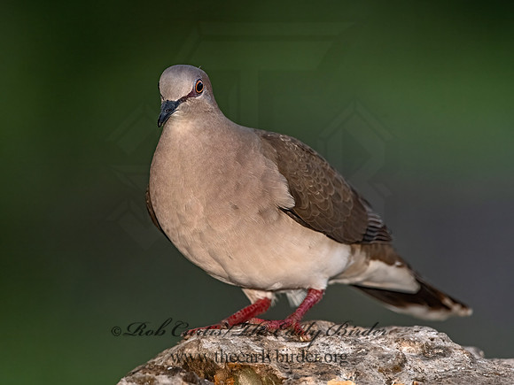Leptotila verreauxi  WHITE-TIPPED DOVE 3035614z