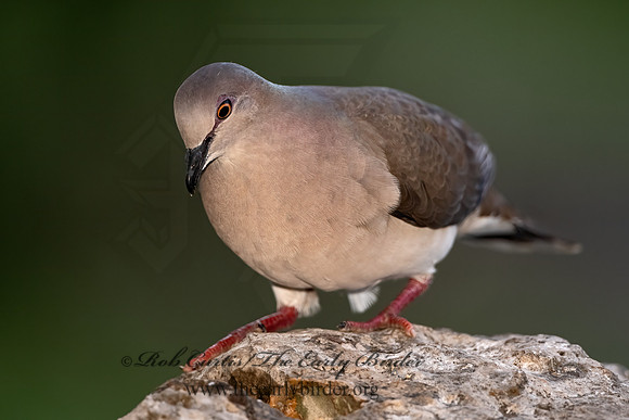 Leptotila verreauxi  WHITE-TIPPED DOVE 3035611z
