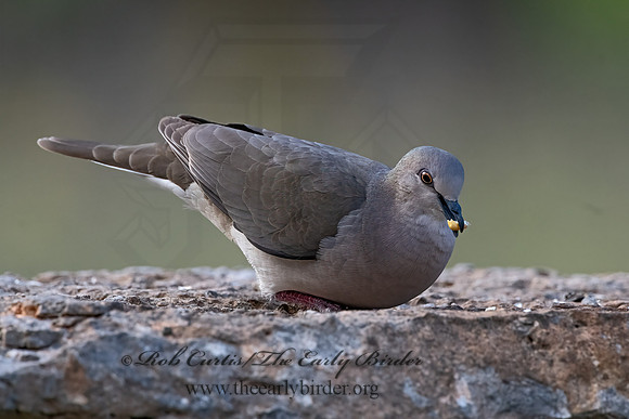 Leptotila verreauxi  WHITE-TIPPED DOVE 3035322z