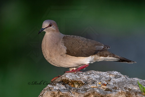 Leptotila verreauxi  WHITE-TIPPED DOVE 3035637z