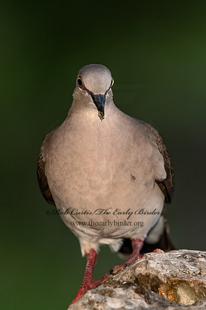 Leptotila verreauxi  WHITE-TIPPED DOVE 3035618z