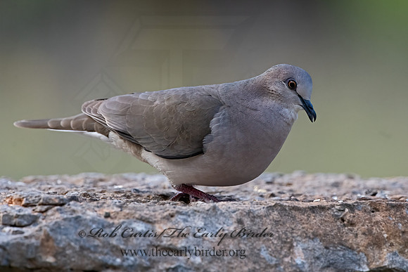 Leptotila verreauxi  WHITE-TIPPED DOVE 3035319z