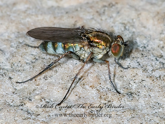 Tachytrechus vorax   LONGLEGGED FLY  6013456z