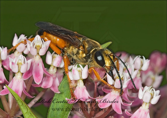 Sphex ichneumoneus 5013431z