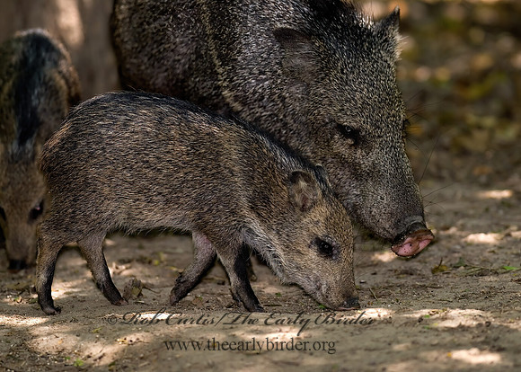 Tayassu angulatus  JAVELINA 6023966z